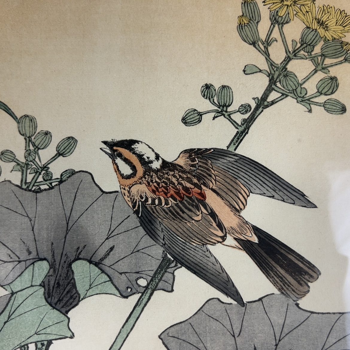 Estampe représentant un oiseau dans les feuillages par Imao Keinen - Meiji  - KOGEIYA - Luc Hédin